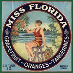 Miss Florida - Grapefruit - Oranges - Tangerines Citrus Label