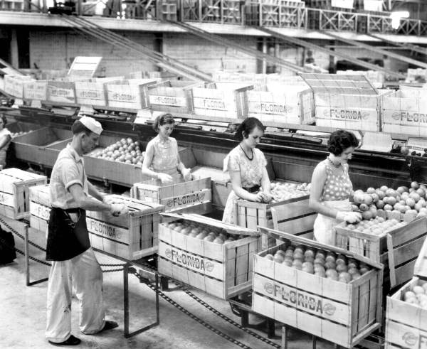 Packing oranges at the Florence Citrus Growers Association in Winter Haven, 1934