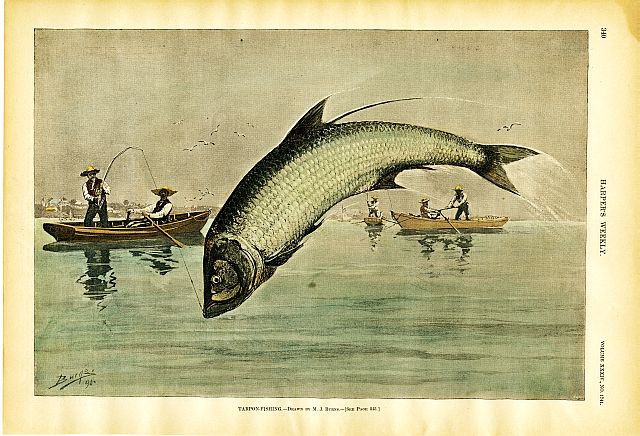 Tarpon