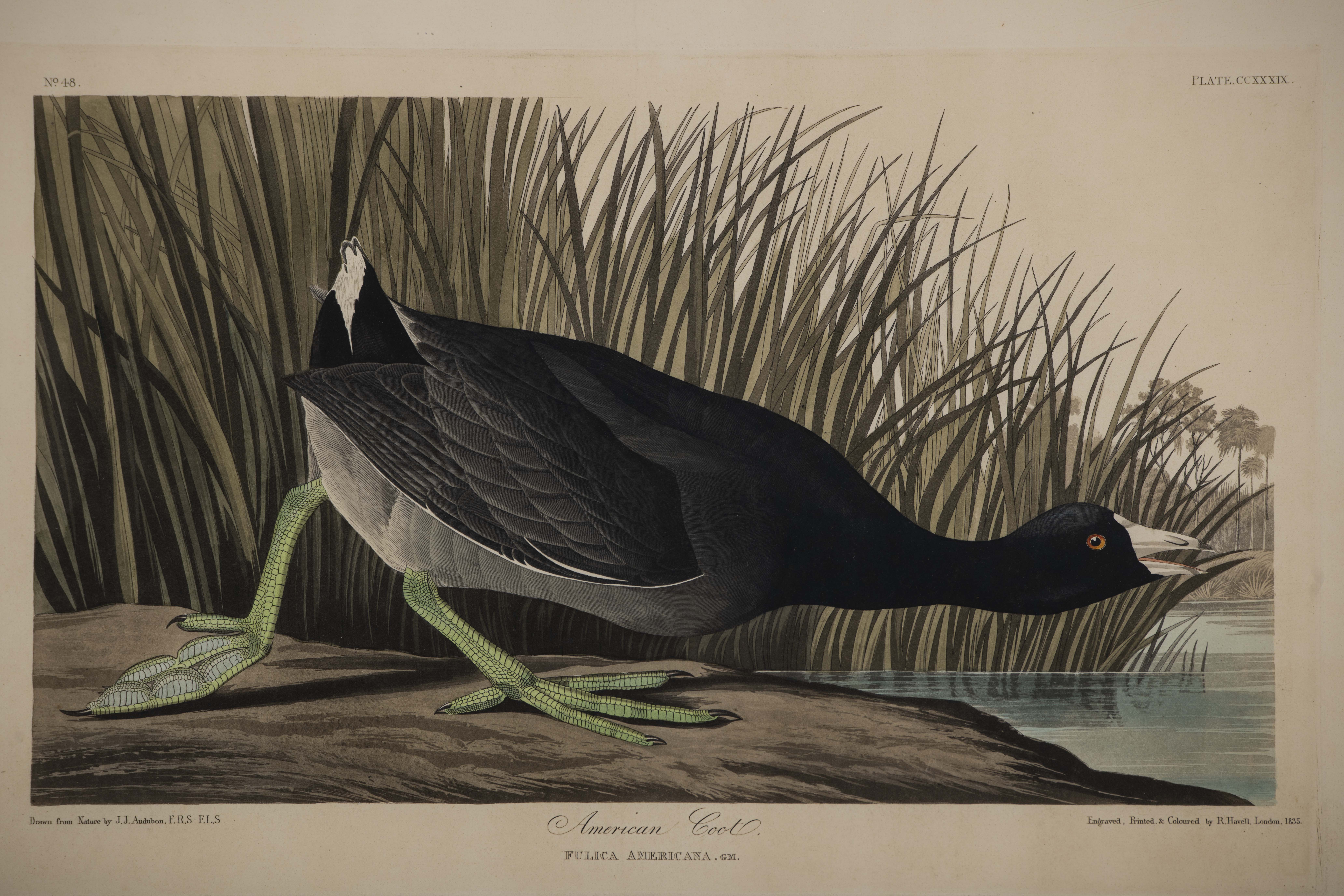 Audubon, John James  (1785–1851)