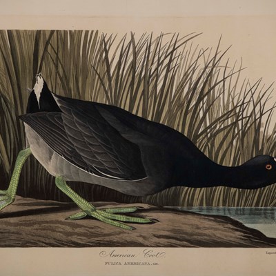 Audubon, John James (1785–1851)