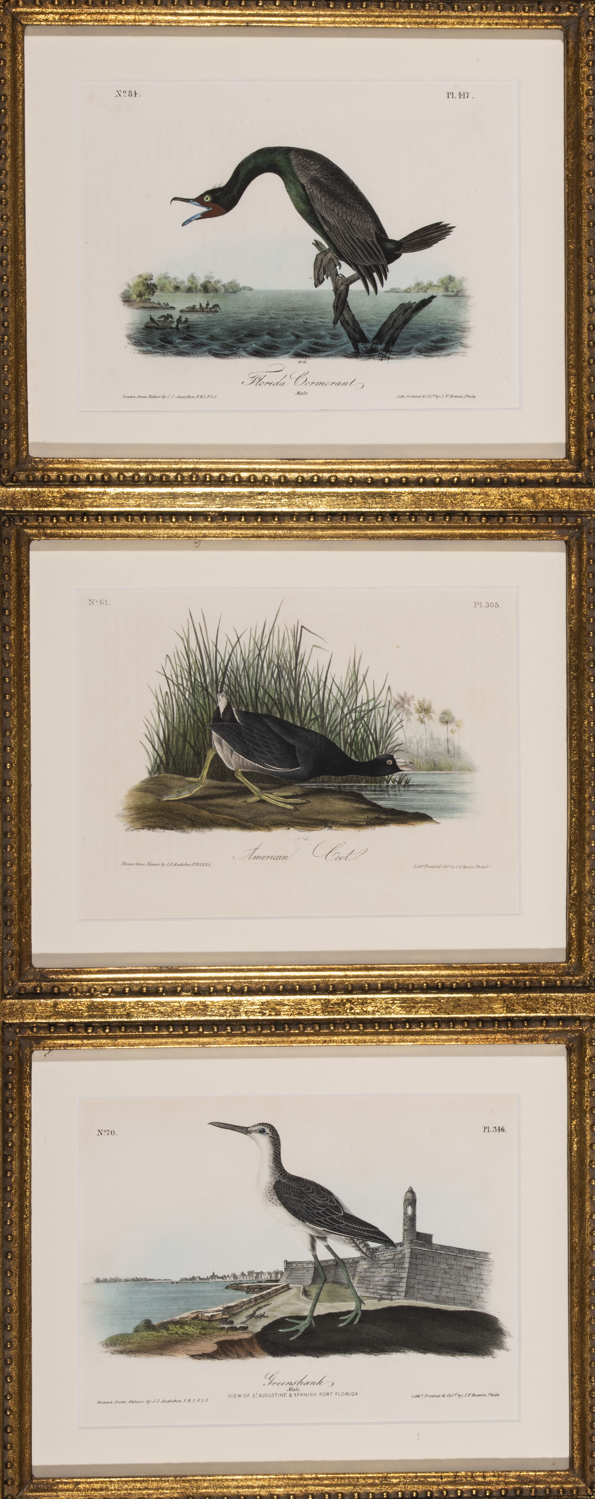 Audubon, John James  (1785–1851)