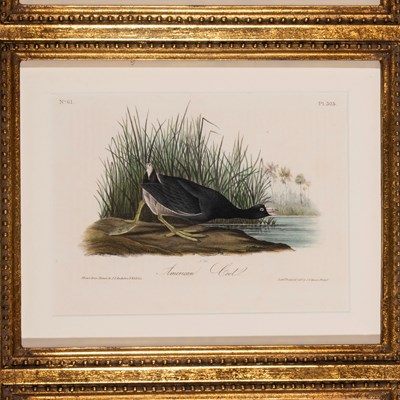 Audubon, John James (1785–1851)