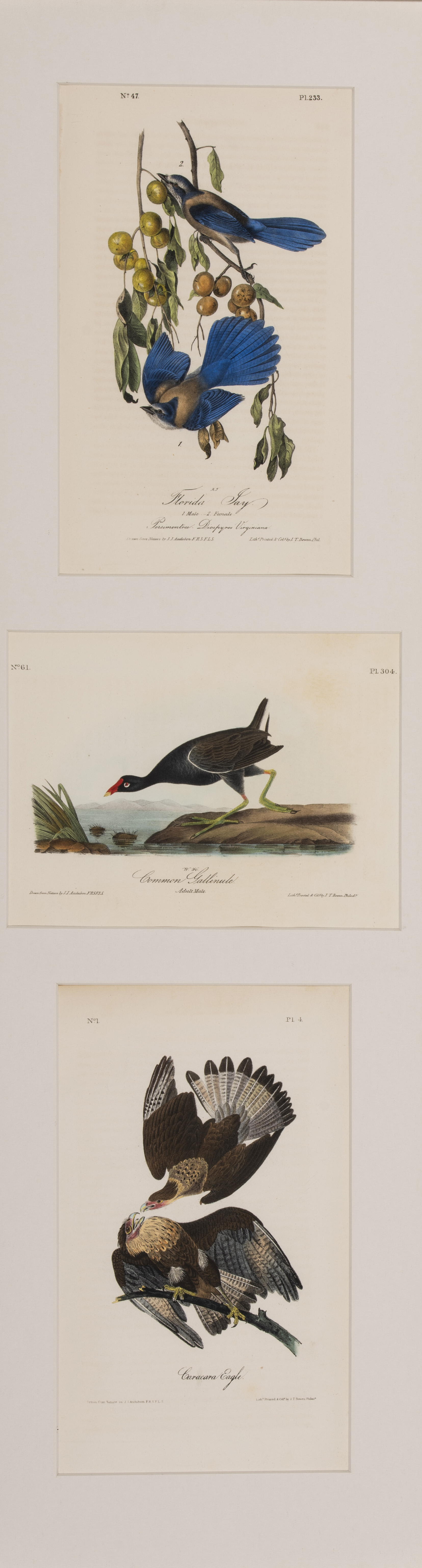Audubon, John James  (1785–1851)