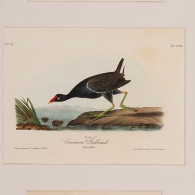 Audubon, John James (1785–1851)