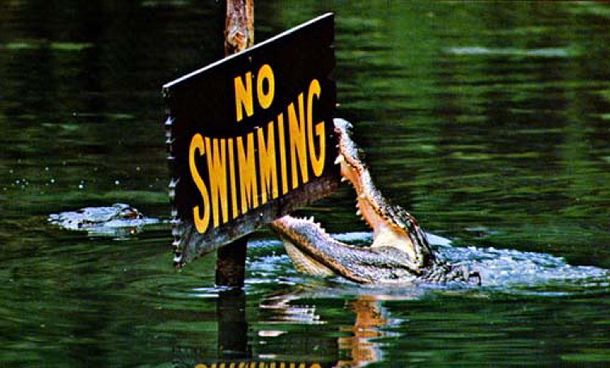 Alligators: Dragons in Paradise