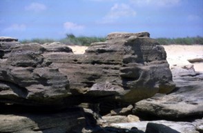 Dark brown coquina rock formation on a beach. Behind the rock, light-colored sand and green grass are visible.
