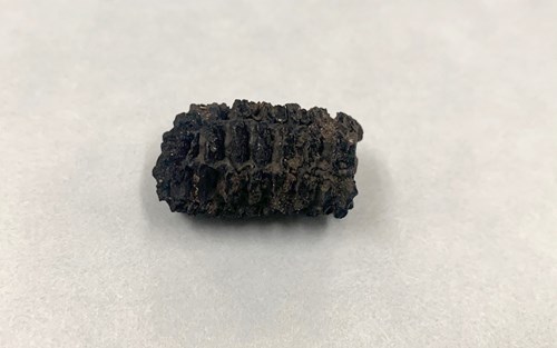 Charred maize (Zea mays) cob, ca. 1450–1700 Artifact courtesy the Bureau of Archaeological Research