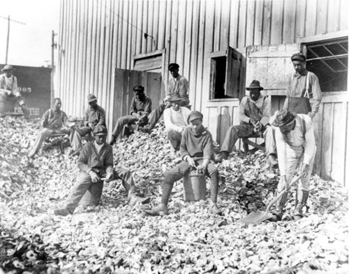Men shucking oysters in Apalachicola, January 1909 Courtesy of the State Archives of Florida