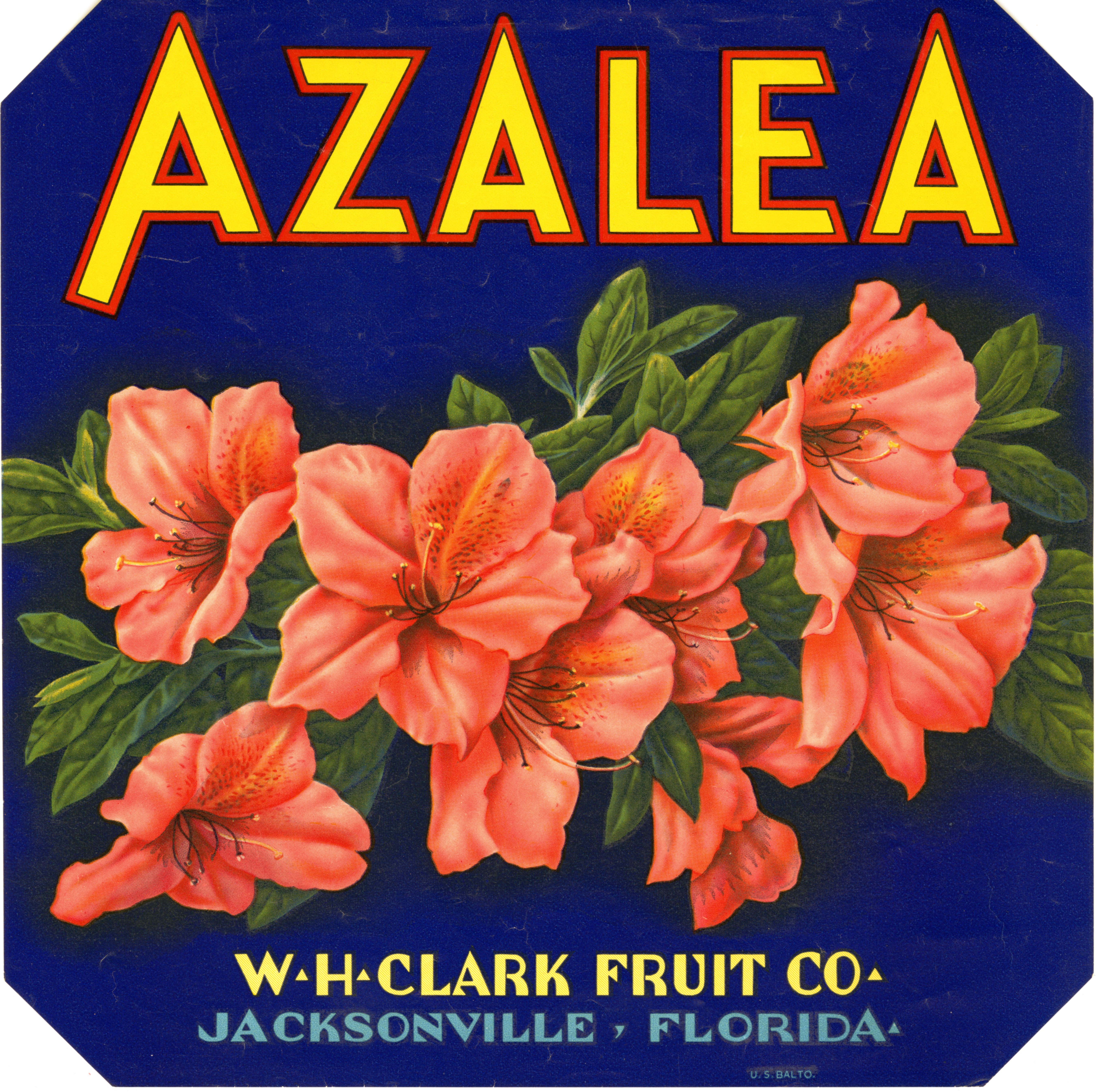 Azalea