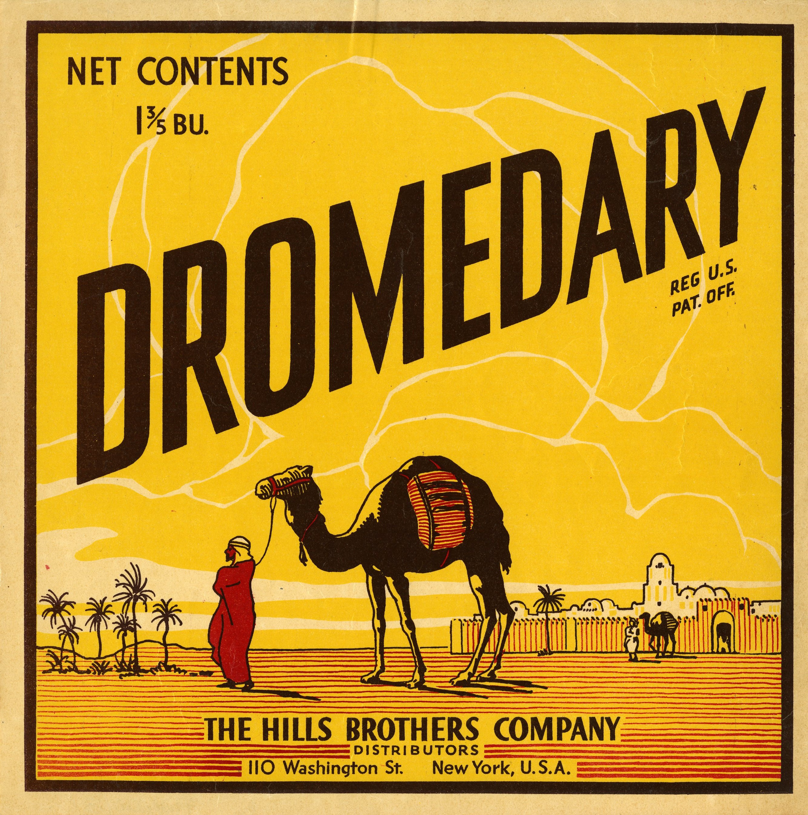 Dromedary