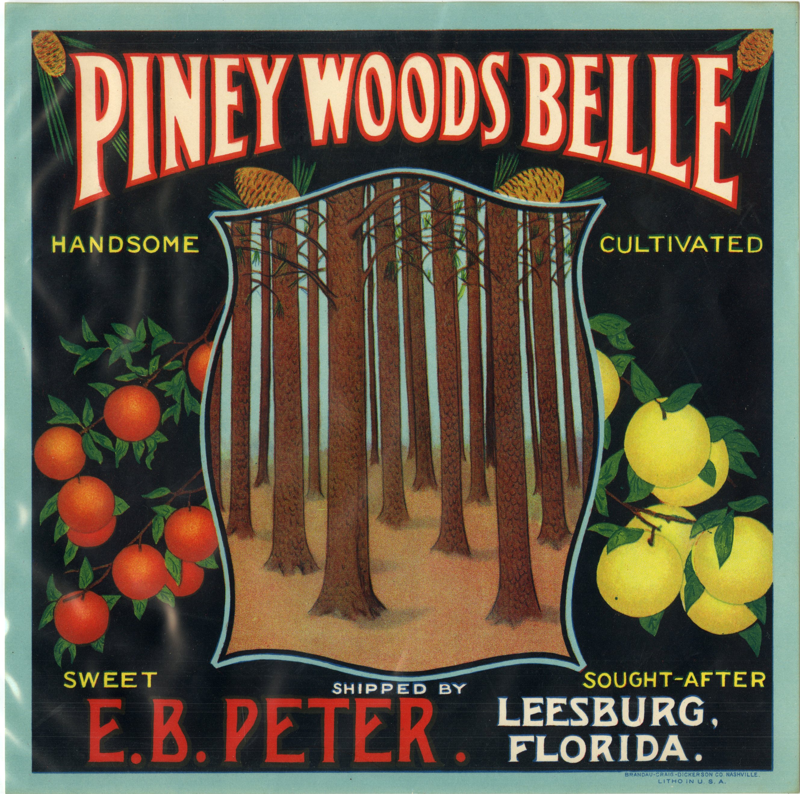 Piney Woods Belle