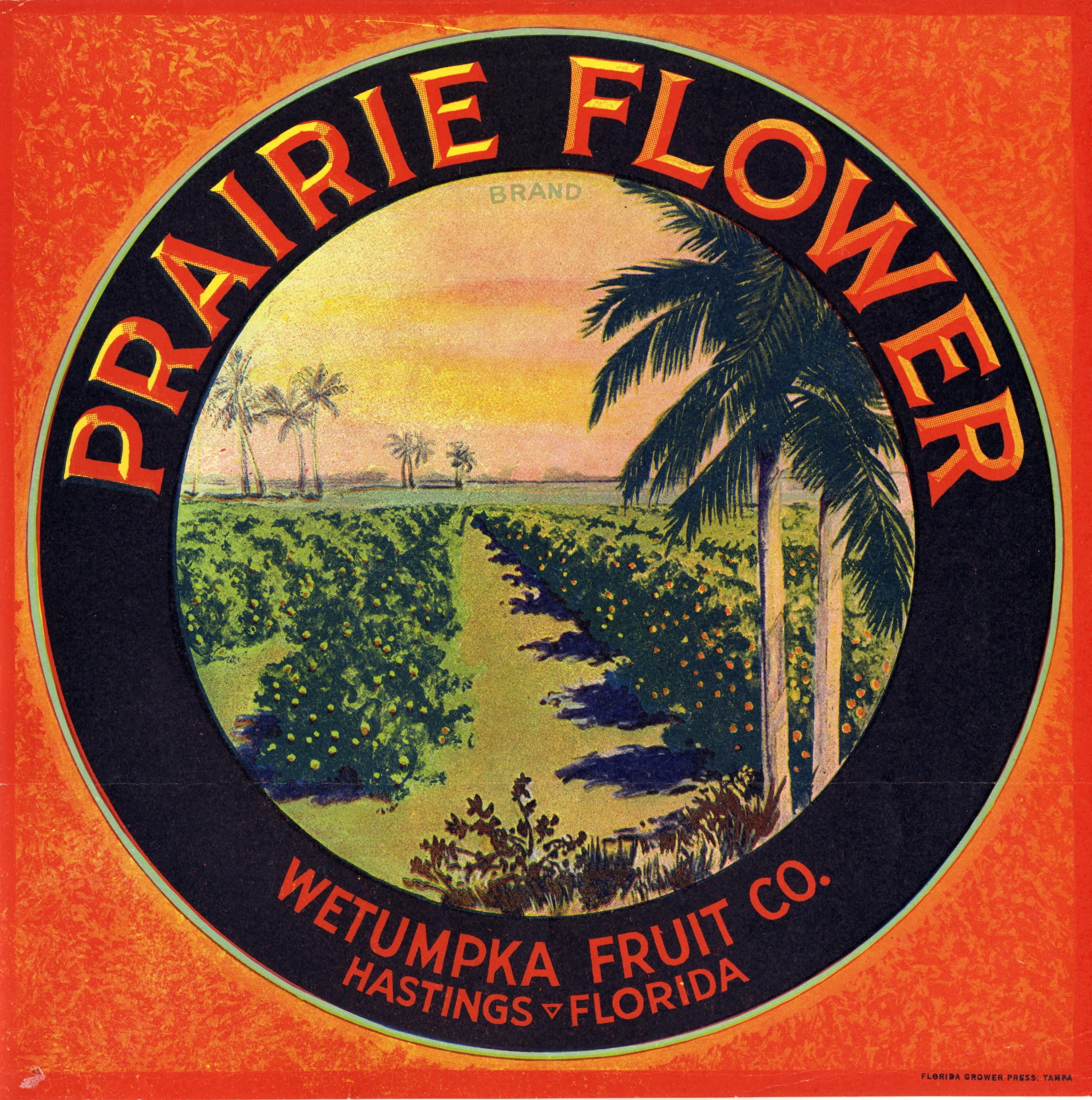 Prairie Flower
