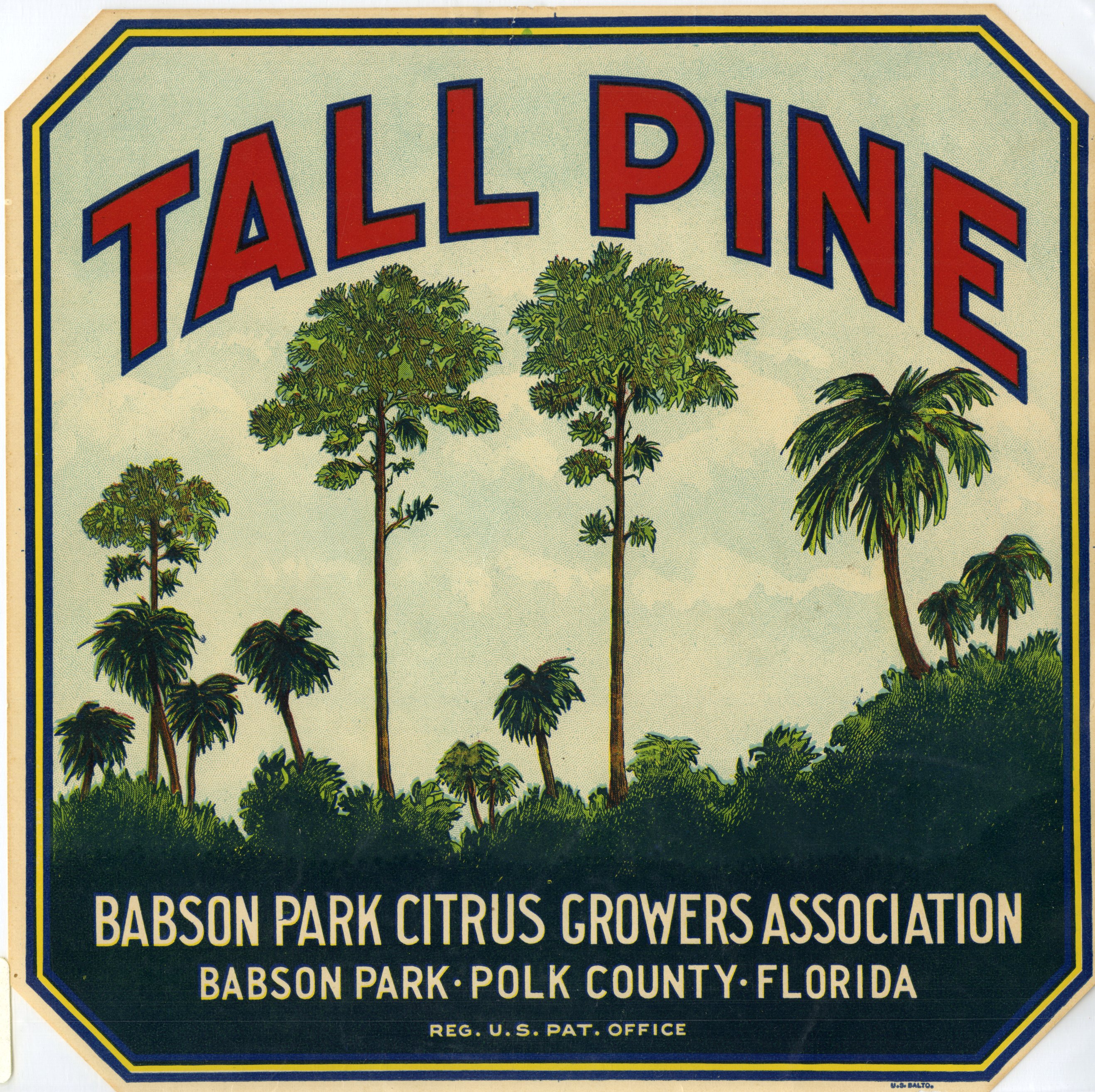 Tall Pine