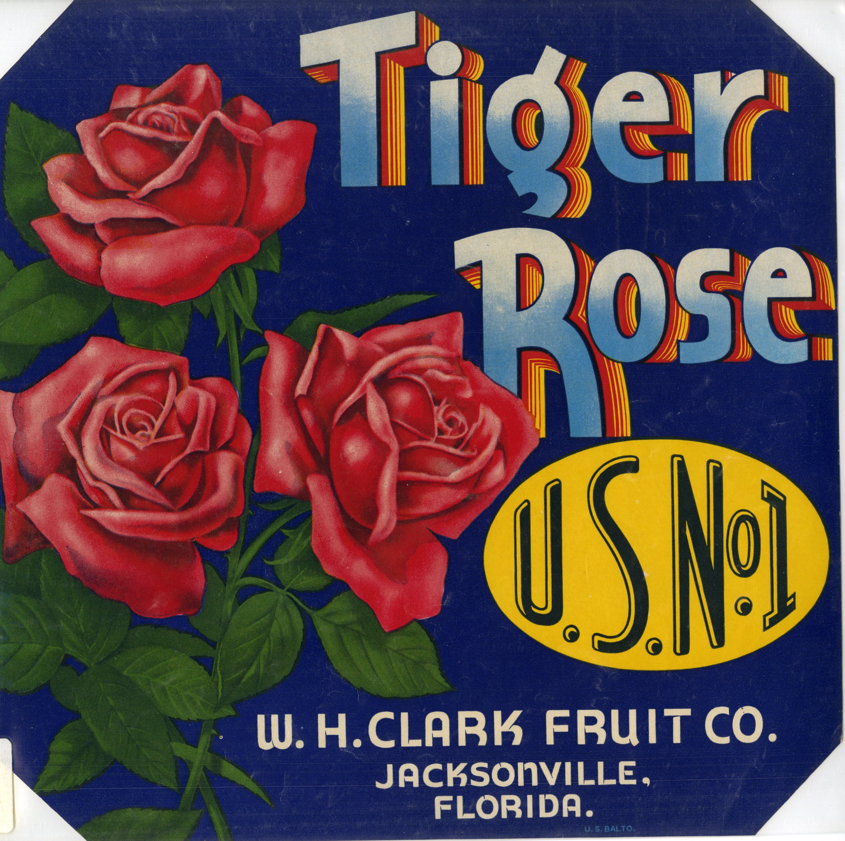 Tiger Rose