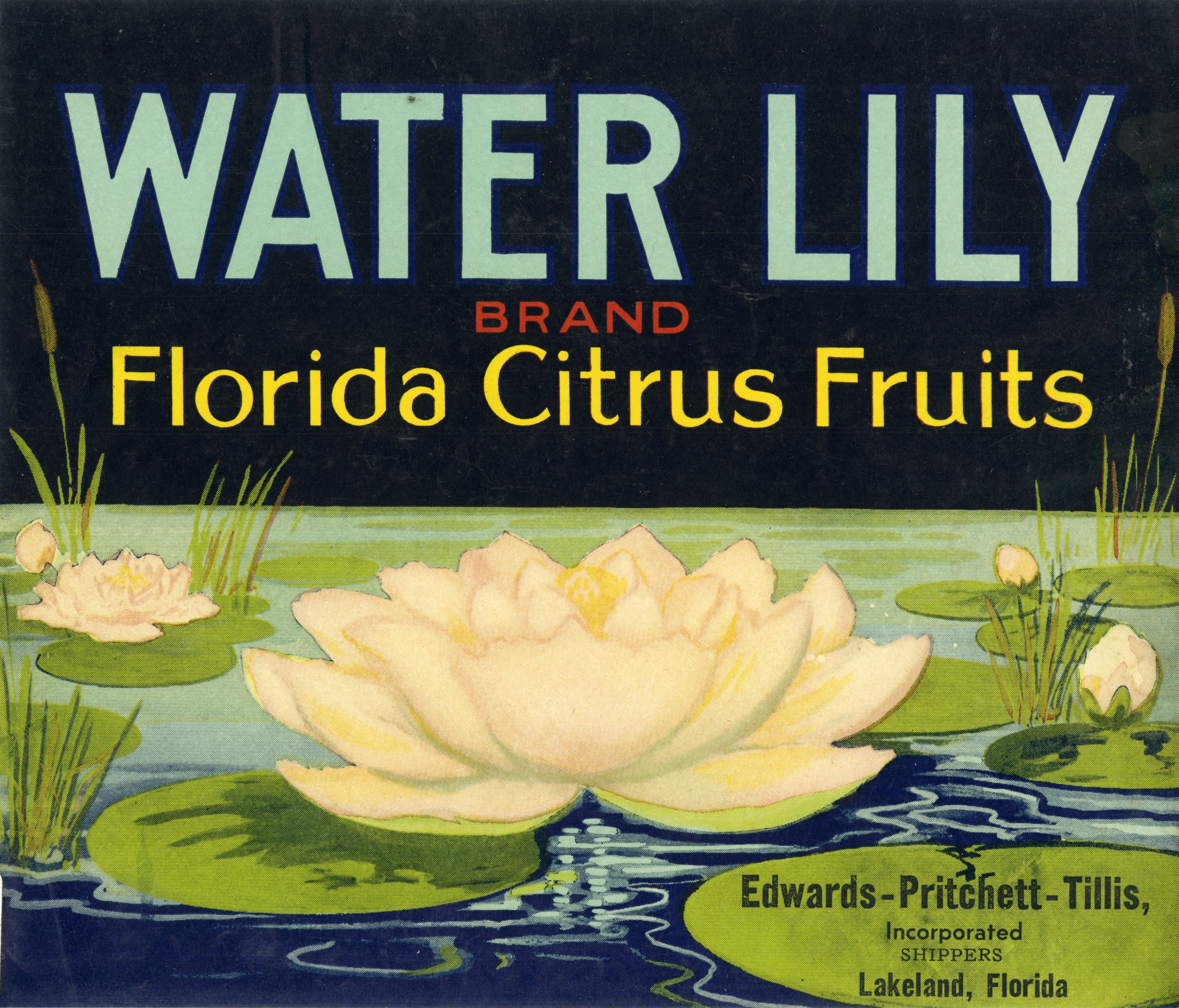 Water Lily Brand